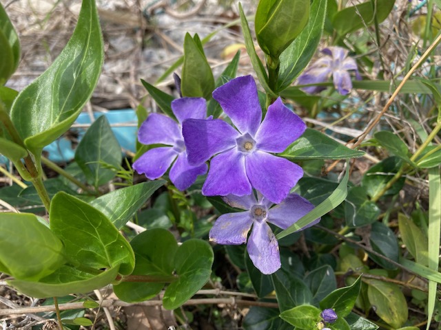 The color comes from soil. Responding to the&nbsp;Sun?