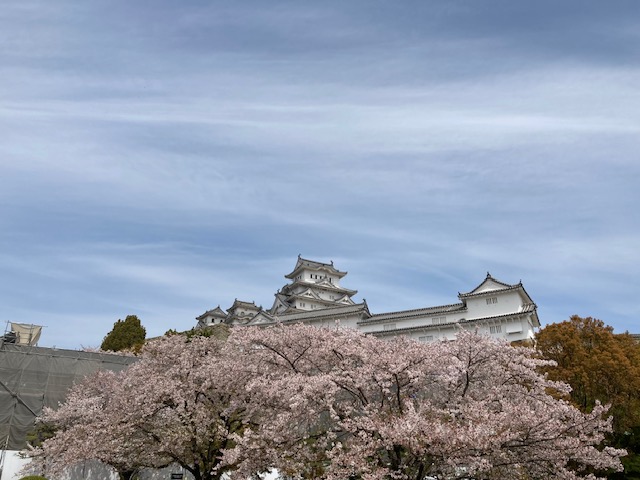 A Japanese Old Castle surrounded by cherry&nbsp;blossom