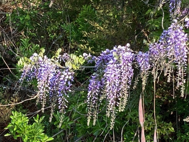 Wisteria Flower