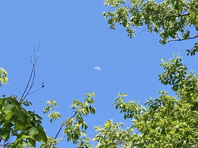 Leaves under the moon. The moon peeking from the&nbsp;sky.