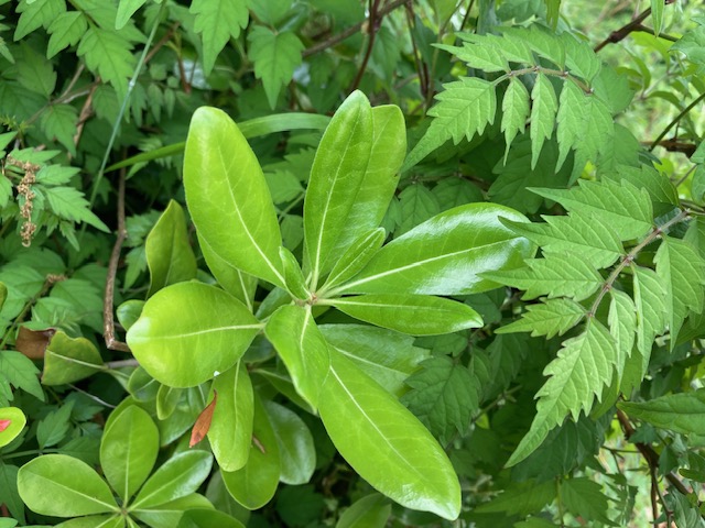 Leaves, the symbol of life. In my&nbsp;opinion.